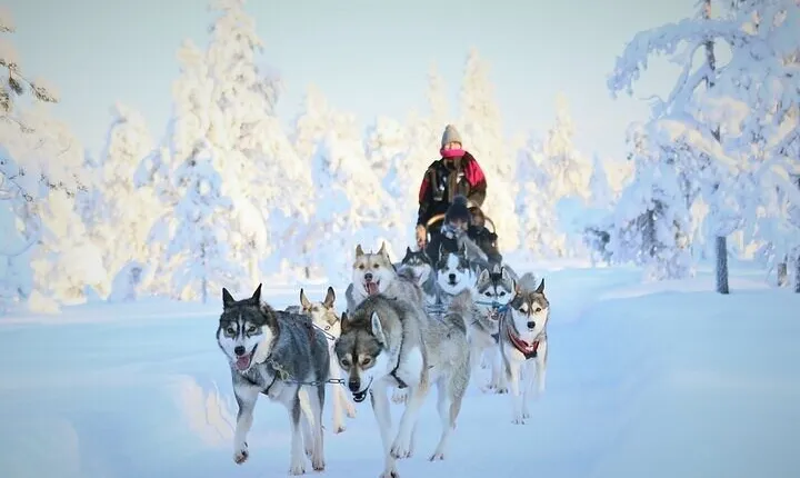 8-10km Husky Ride in the Taiga and Visit Other Farm Animals