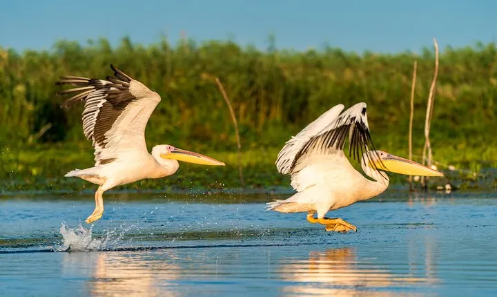 Bird watching in Danube Delta - Private day tour from Bucharest