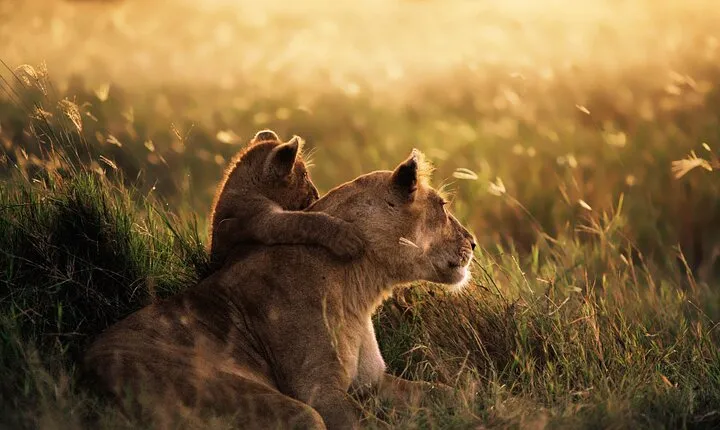 4 Days Shared Camping Safari to Tarangire and Serengeti