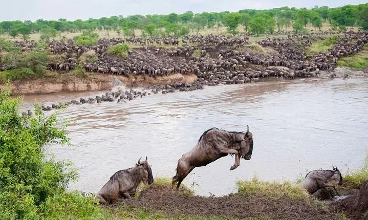 11 days Serengeti Migration Safari Tour Tanzania