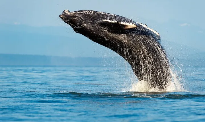 Sydney Whale Watching Adventure Cruise