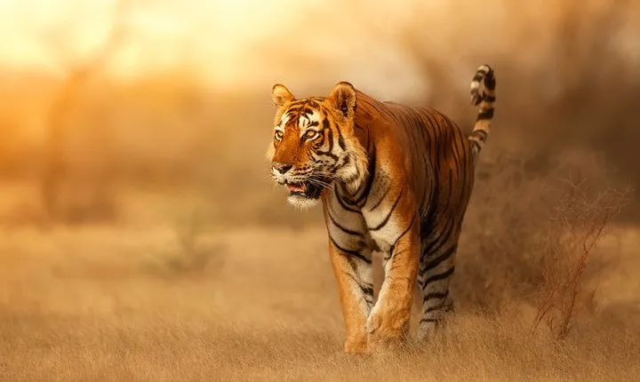 On The Tiger Trail Journey