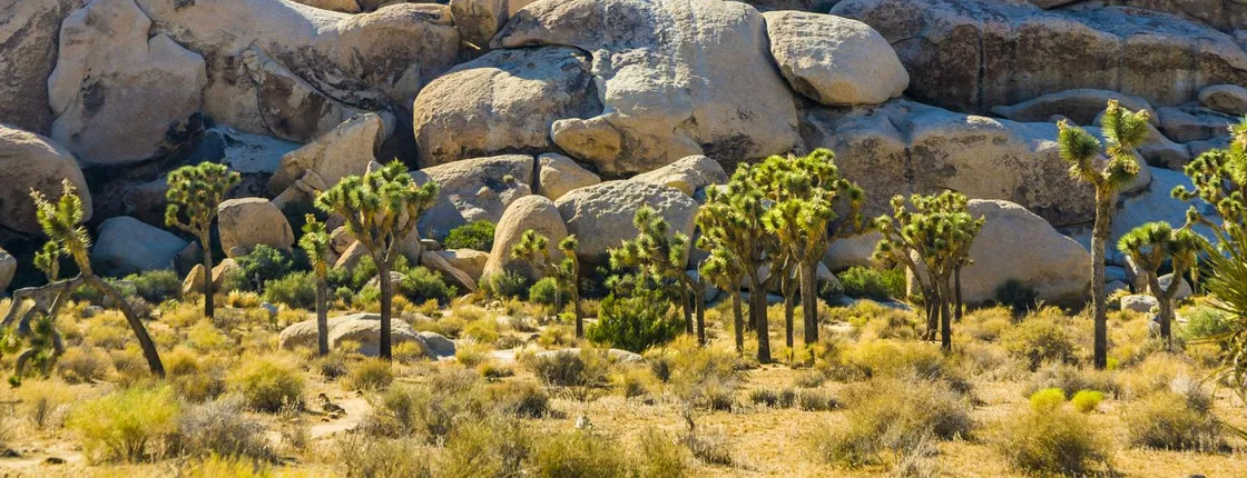 Self-guided audio tour of Hidden Valley trail in Joshua Tree