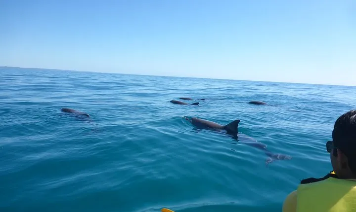 Private Double Island Point Wildlife Kayak or Surf Tour - Noosa
