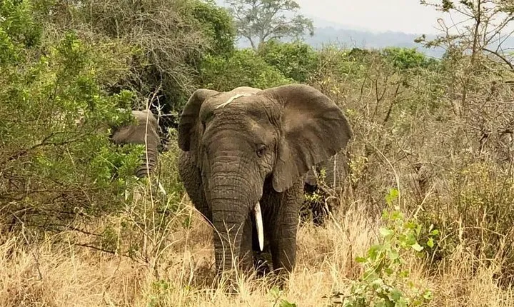 Akagera National Park Full Day Private Tour
