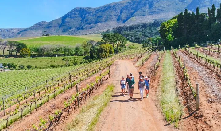 Constantia Wine Walk Storytelling Vineyard Tour with Lunch