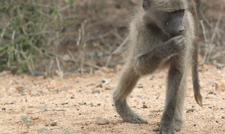 Kruger National Park Day Trip