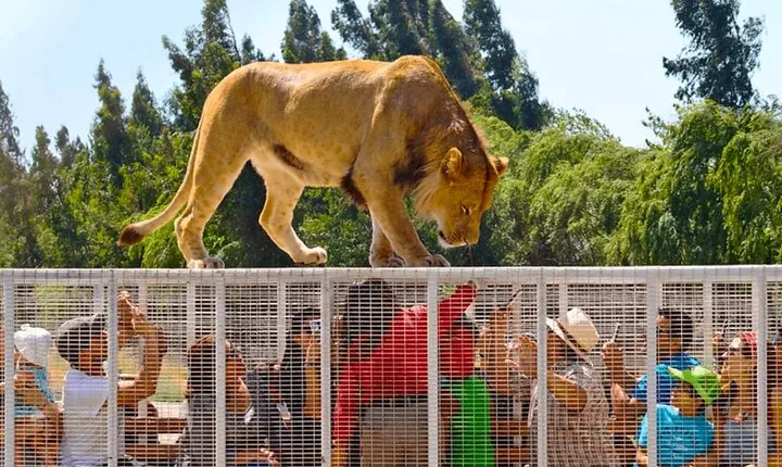 Safari Park, Wild Experience