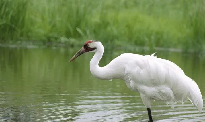Private Day-Trip to Bharatpur Bird Sanctuary from Agra