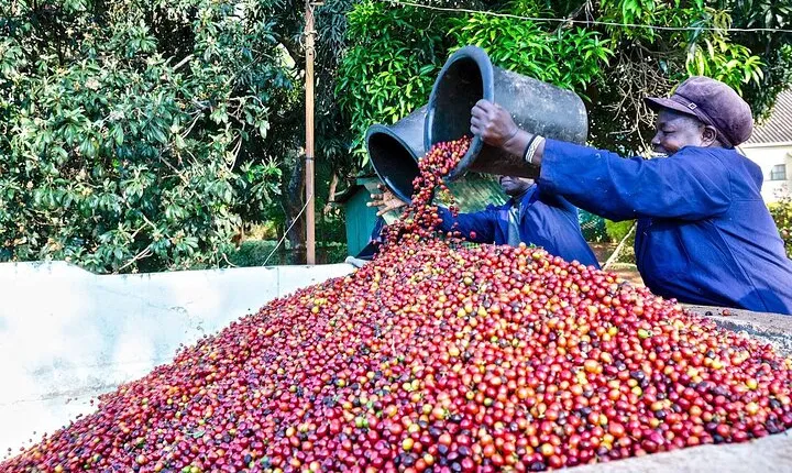Fairview Estate Coffee Farm Tour With Pick up