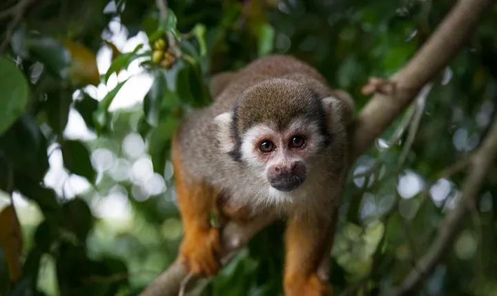 Monkeyland and Zipline Adventure from Puerto Plata