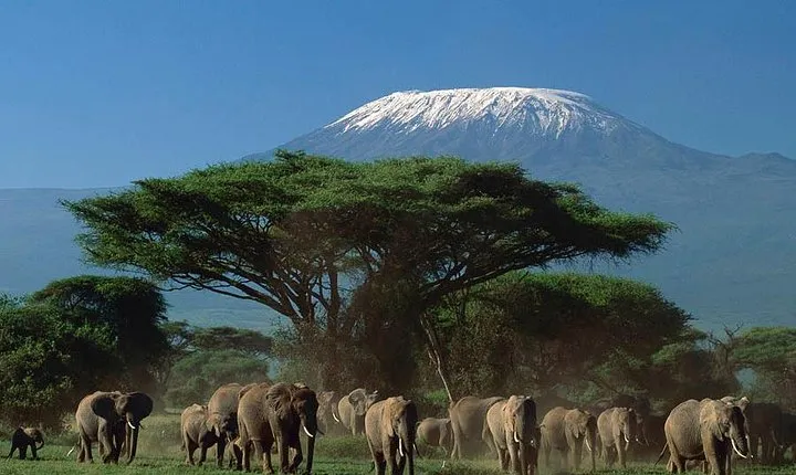 Day tour to Amboseli National Park from Nairobi
