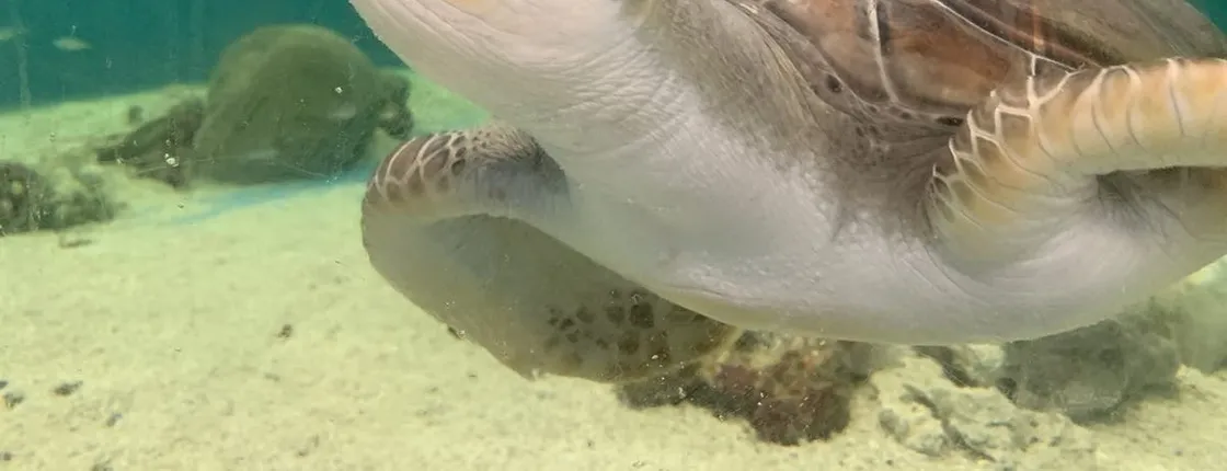 Cairns aquarium Turtle Hospital tour and entrance ticket