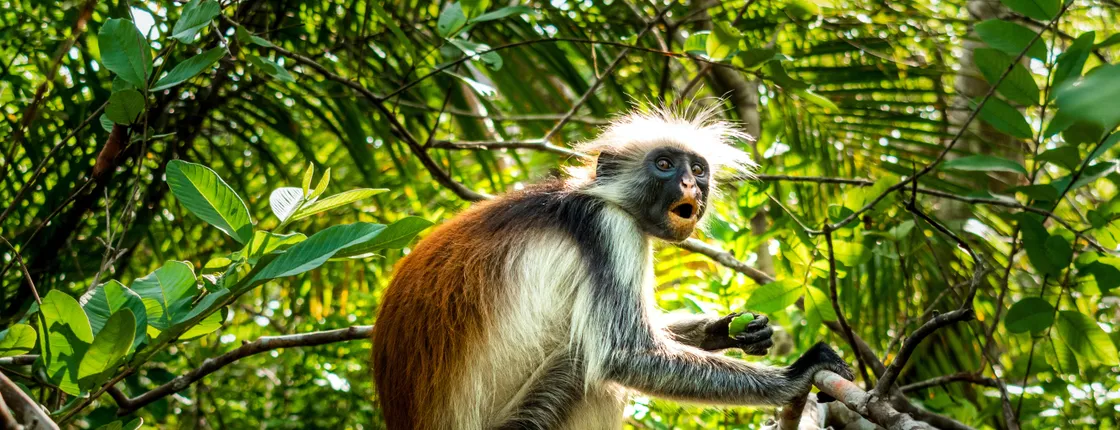 Zanzibar spice plantation and Jozani Forest private tour