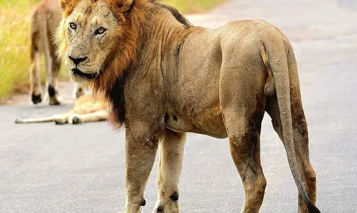 Explore Kruger National Park for 4 Days and 3 Nights 