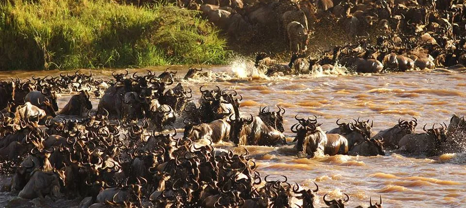 The Great Migration Safari