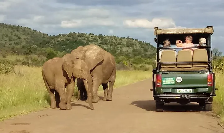 Pilanesberg 2 nights, 2 drives + full day safari or elephant walk