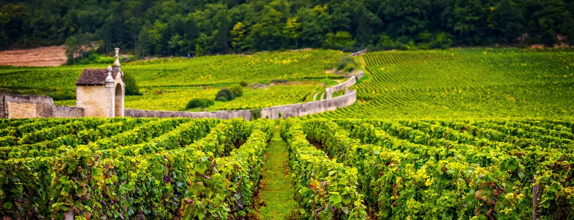 Burgundy wine tour in Chablis from Paris with tasting 12+ drinks