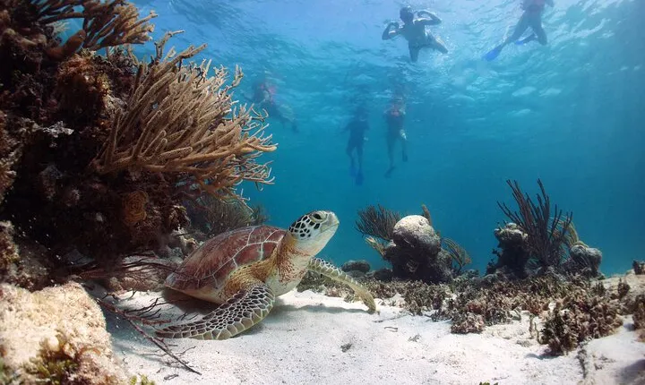 Cabo Pulmo National Park Snorkel Expedition from Cabo San Lucas