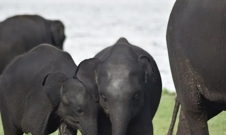 Private Jeep Safari at Minneriya National Park - Half Day Tour