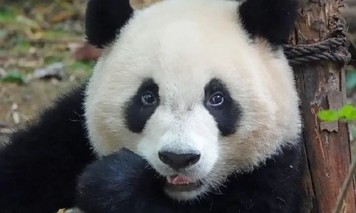 Chengdu Private Full Day Panda Breeding Center and Sanxingdui Museum Tour