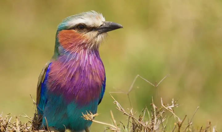 Arusha National Park Private Safari