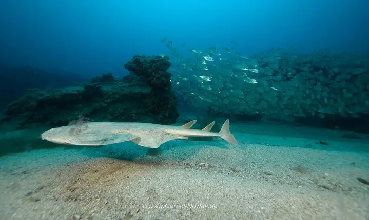 Discover the underwater world of Lanzarote