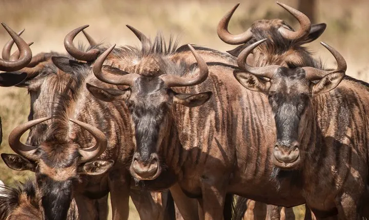Tanzania safari 1- Day - ARUSHA NATIONAL PARK VISIT