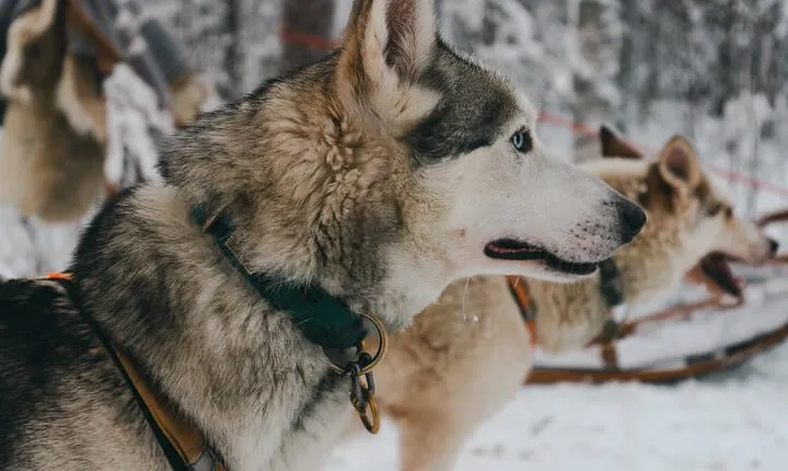 Nulkki Husky Adventure