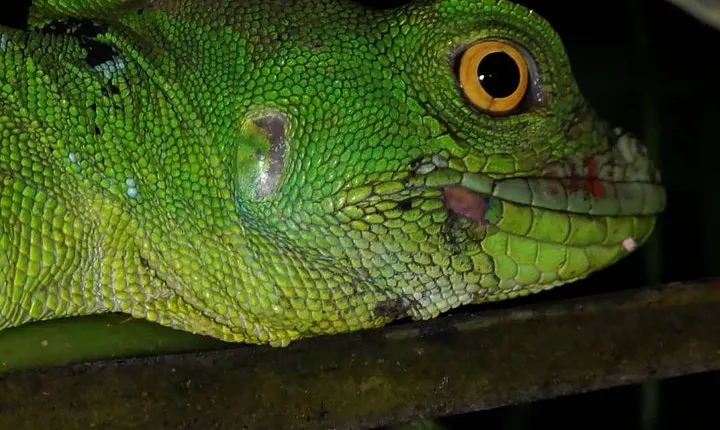 Sloth and frogs watching (Nigth Walk)