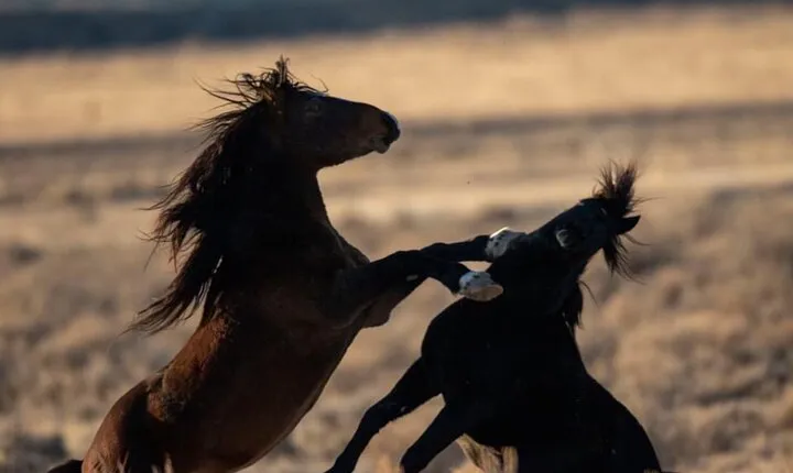 Red Canyon Wild Mustang Tours And Safaris In Cody Wyoming 