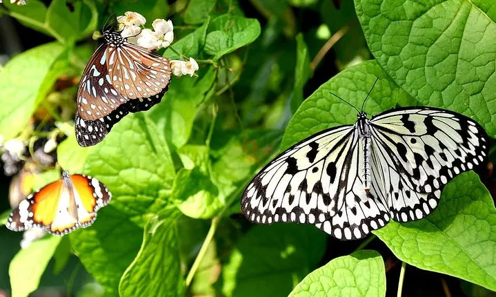 Bird Park & Butterfly Farm Nature Include All Entrance Tour From Kuala Lumpur