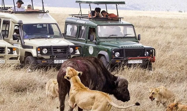 8 days Spectacular Tanzania Northern Circuit Wildlife Safari Lodge 