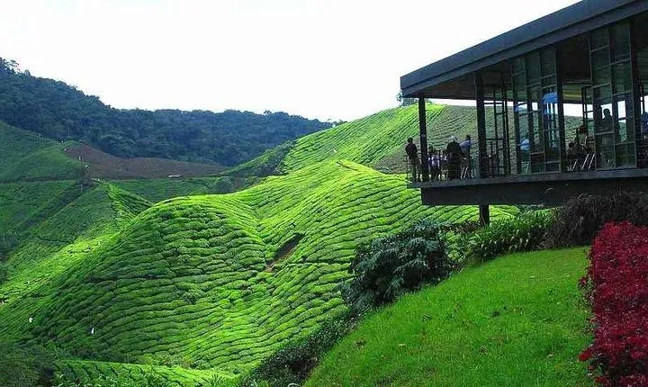 2Days 1Night Cameron Highland and Penang Island Private Tour from Kuala Lumpur