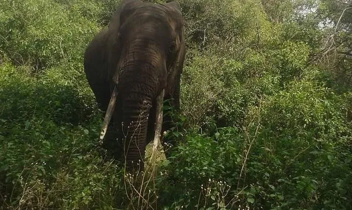 Day Trip To Arusha National Park