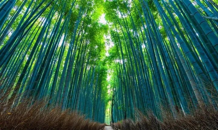 Private Customized Tour of Kyoto with English Guide