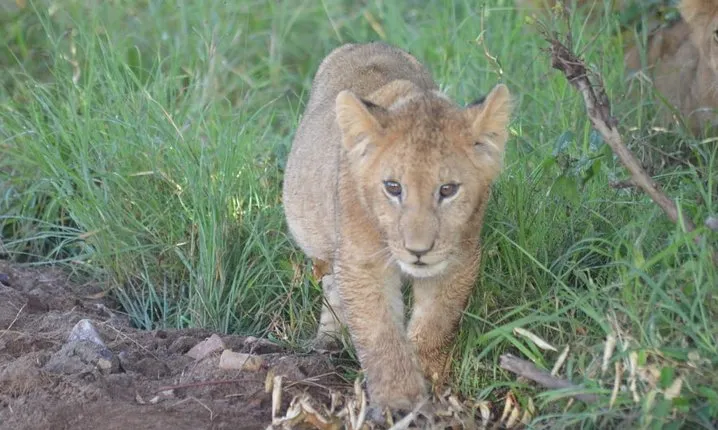 5 Days in Masai Mara- Lake Nakuru-Lake Naivasha