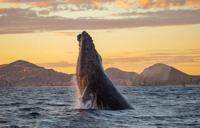 Whale Watching Tour