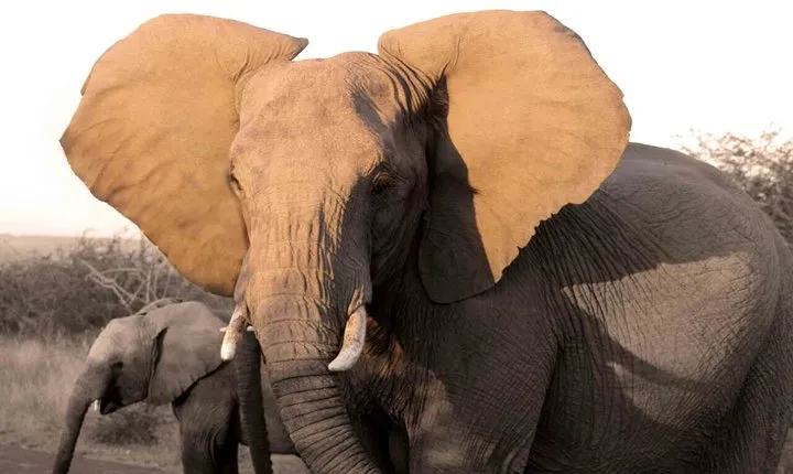 Fully inclusive Pilanesberg safari from Johannesburg