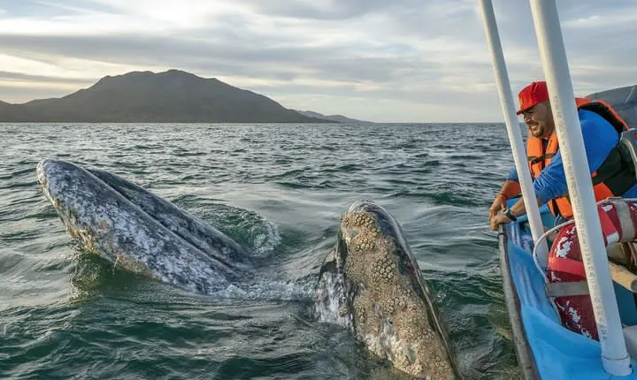 Gray Whales Watching in Magdalena Bay