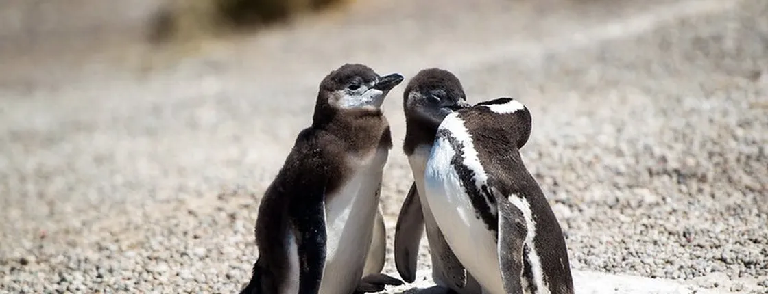Guided tour of Punta Tombo and penguin reserve from Puerto Madryn