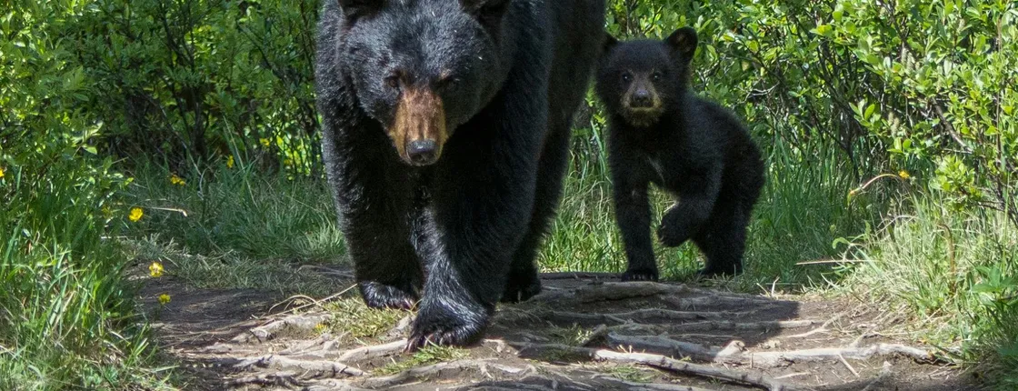 Wildlife search excursion in Jasper National Park