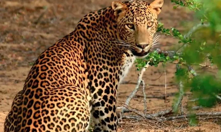Yala Safari from Hambantota Port by BTM - Private & All Inclusive