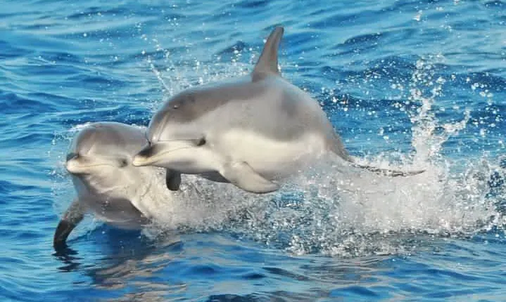 Morro Jable: 2 Hours Magic Dolphin & Whale watching with Drinks & Swim Stop.