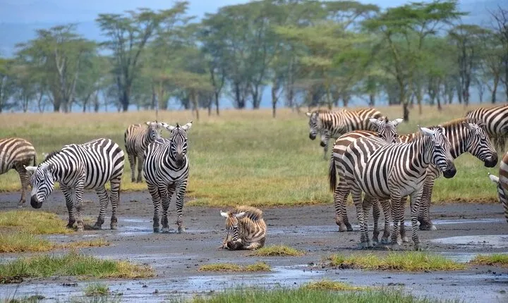 6 Days and 5 Nights Guided Safari Tour in a Safari Van