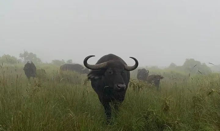 03 days Serengeti and Ngorongoro Crater group (camping)
