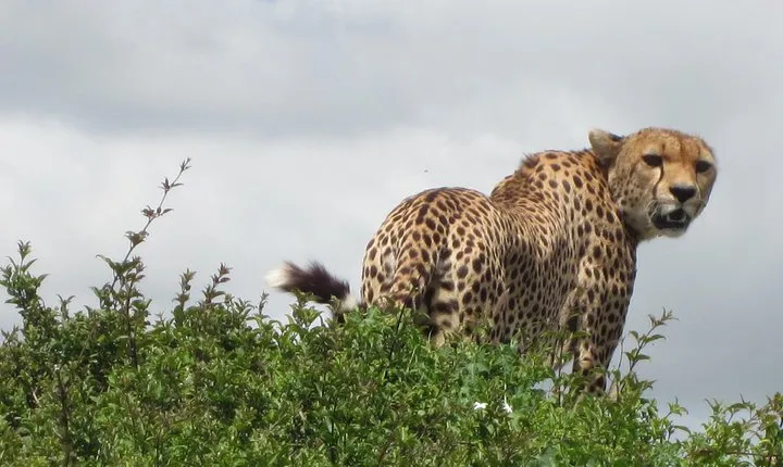 7 - Days Fascinating Tanzania Safari