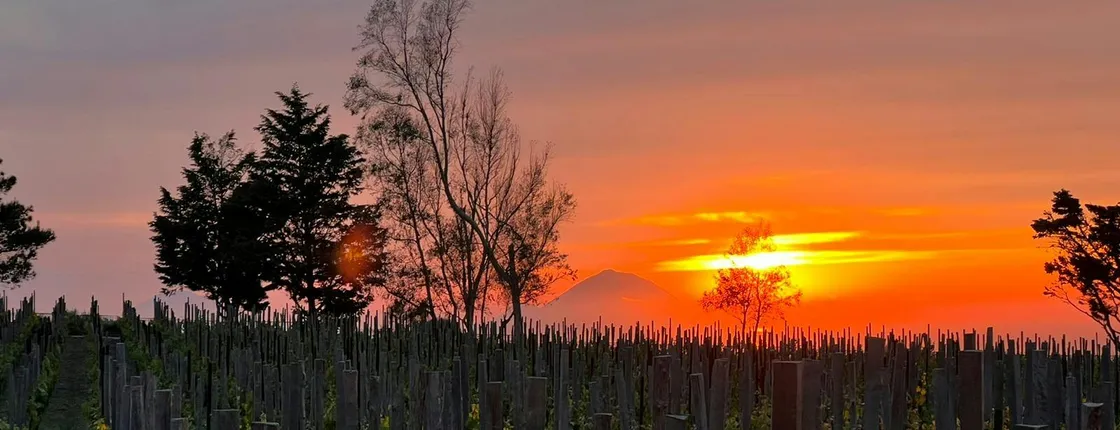 Sunset Experience on Lipari Island with Vineyard Picnic