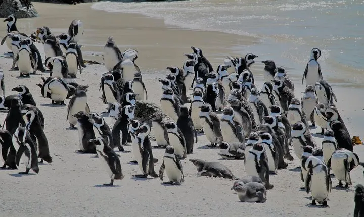 Penguin Encounter Boulders Beach Half Tour Day from Cape Town