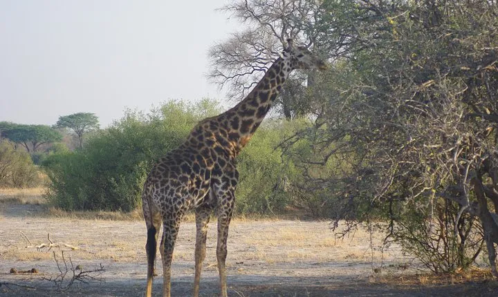 4 days Hwange Safari Game drive Staying at Iganyane Tented camp